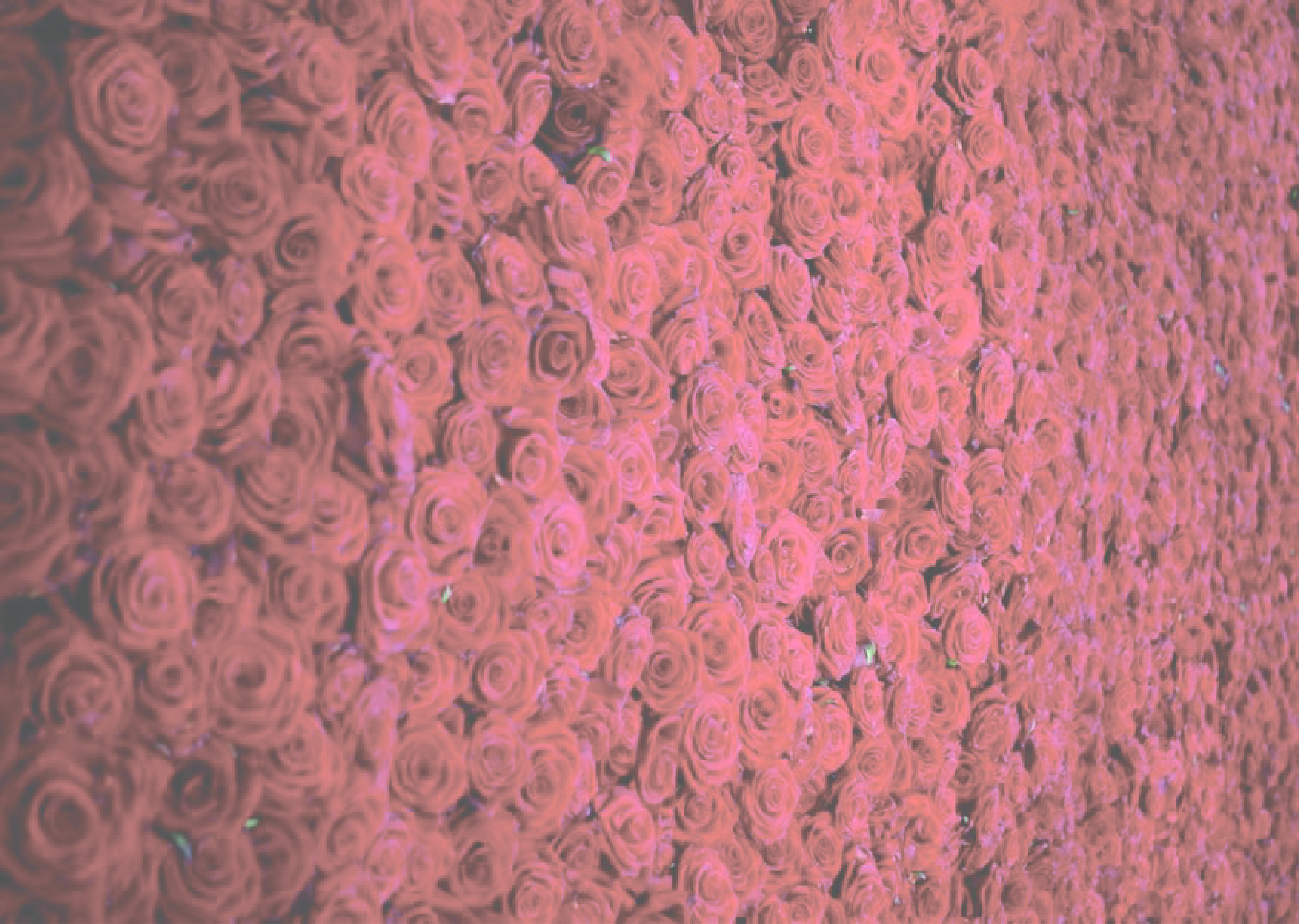 寒い冬も暖かくキレイに【ラシュシュ】両面起毛ストレートパンツ