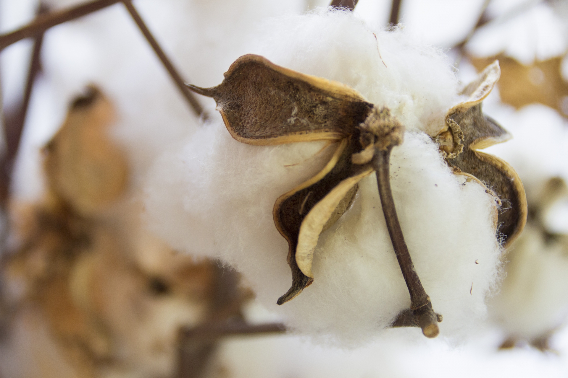 世界の有名なコットンを紹介します。